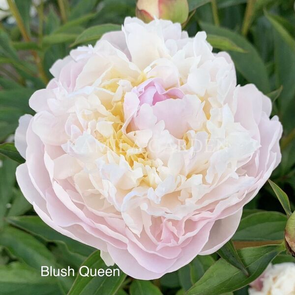 Blush queen