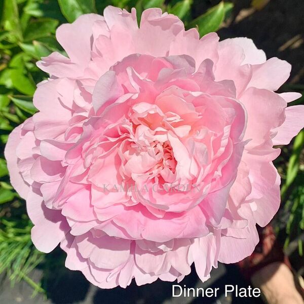 Dinner plate