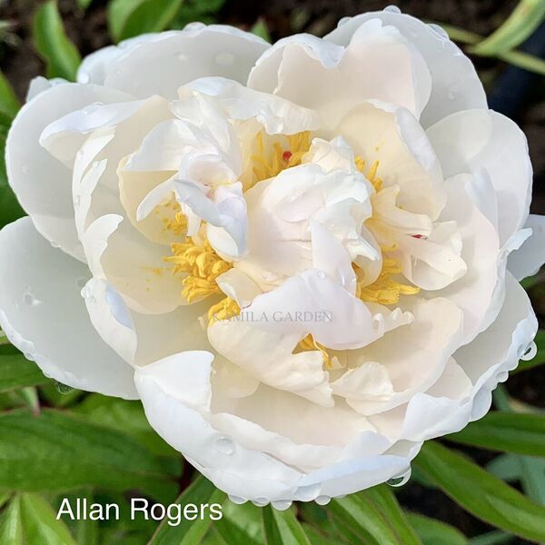 Allan rogers