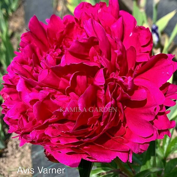 Avis varner