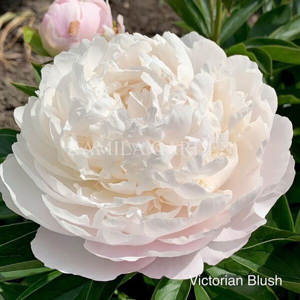 Victorian blush