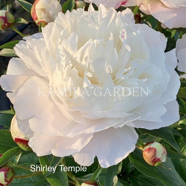 Shirley temple