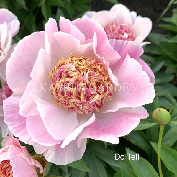 Do tell