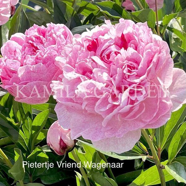 Pietertje vriend wagenaar