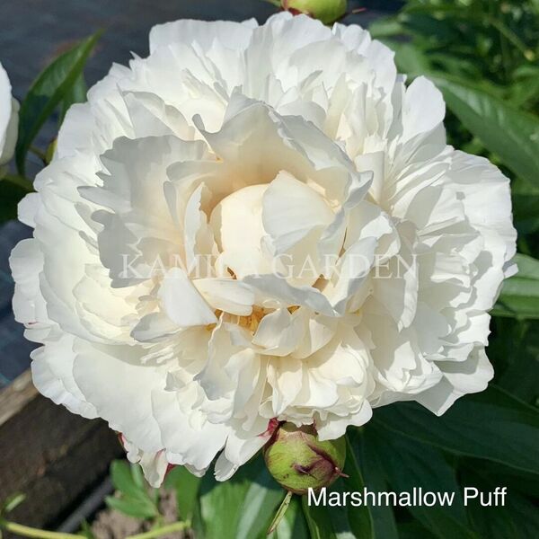 Marshmallow puff