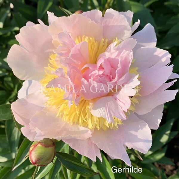 Gerhilde