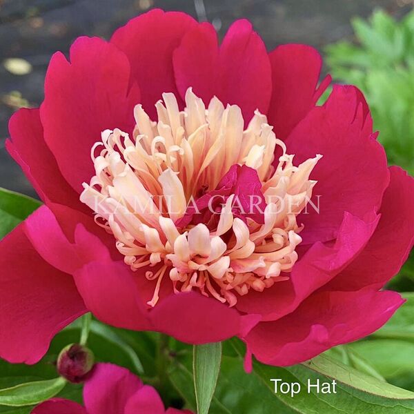 Top hat