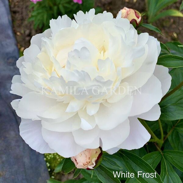 White frost