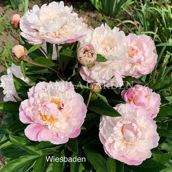 Wiesbaden