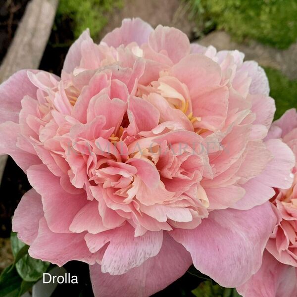 Drolla