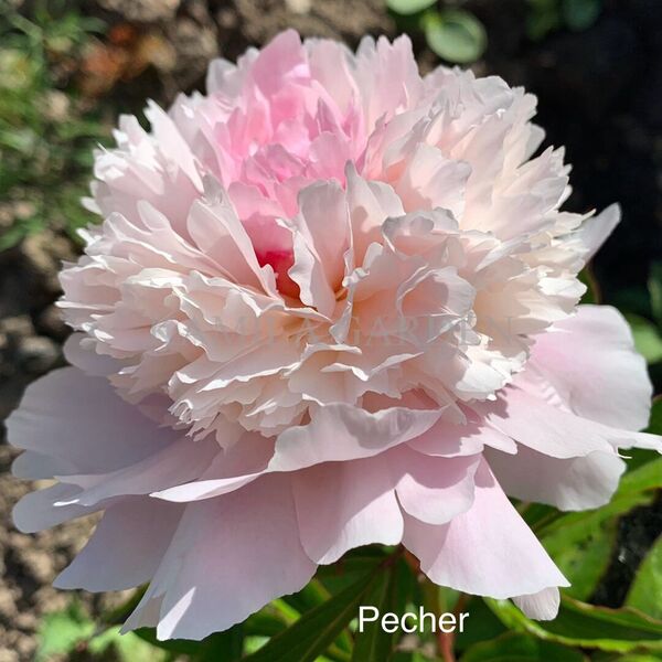Pecher