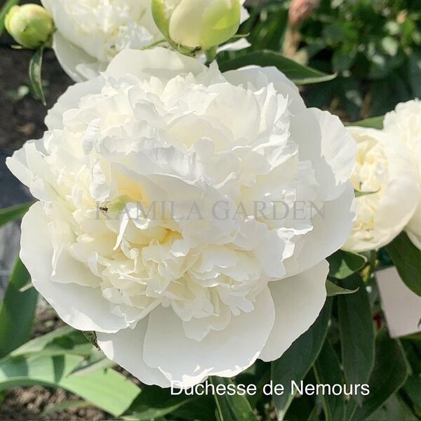 Dushesse de nemours