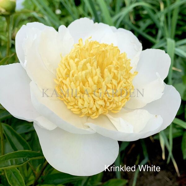 Krinkled white