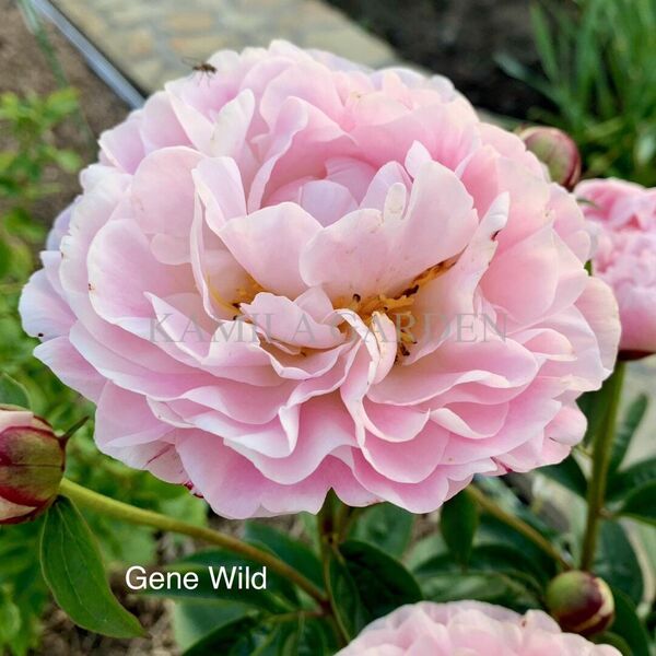 Gene wild
