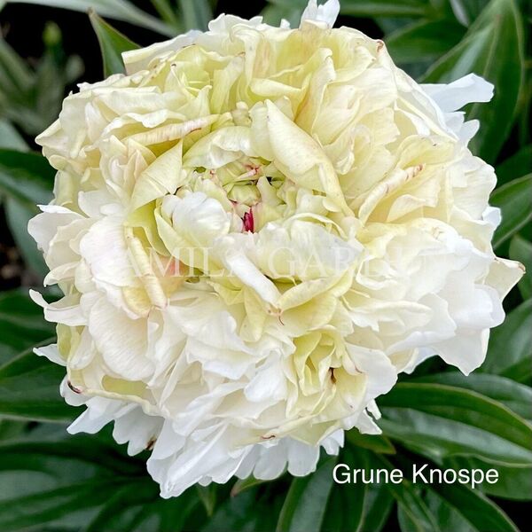Grüne knospe_05_grünweiß