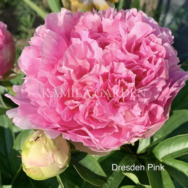 Dresden pink