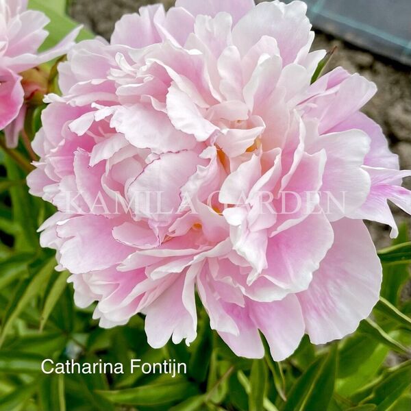 Catharine fontijn