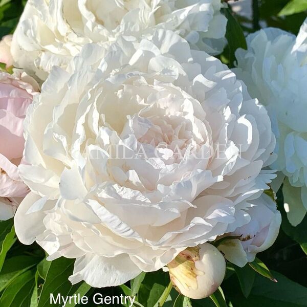 Myrtle gentry