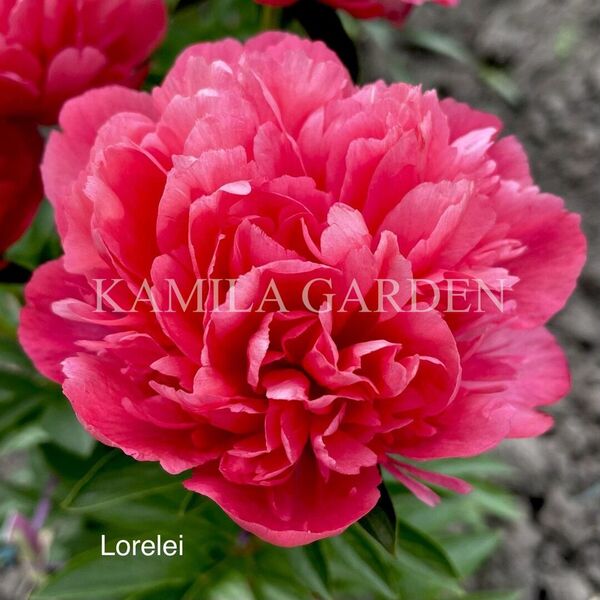 Lorelei
