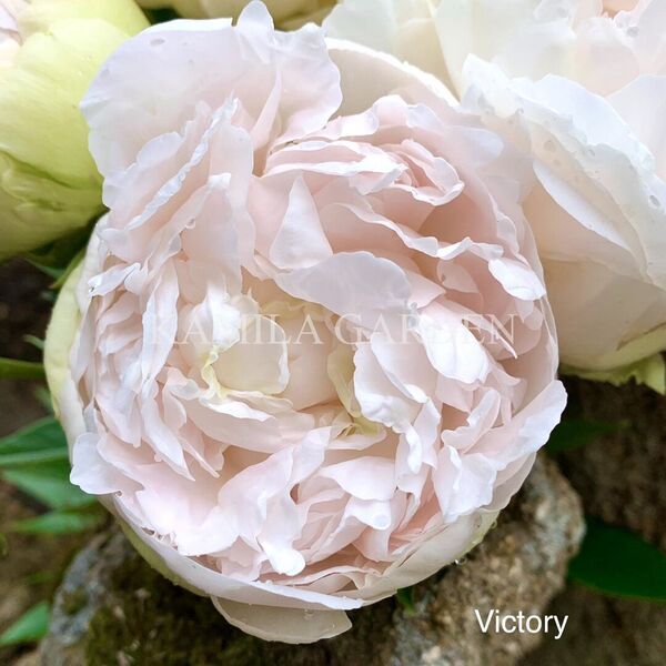 Victory