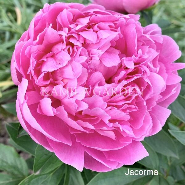 Jacorma