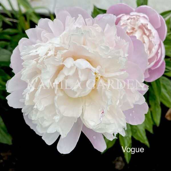 Vogue