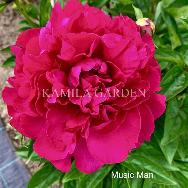Music man