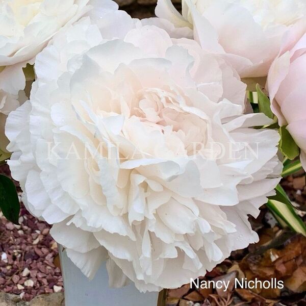 Nancy nicholls