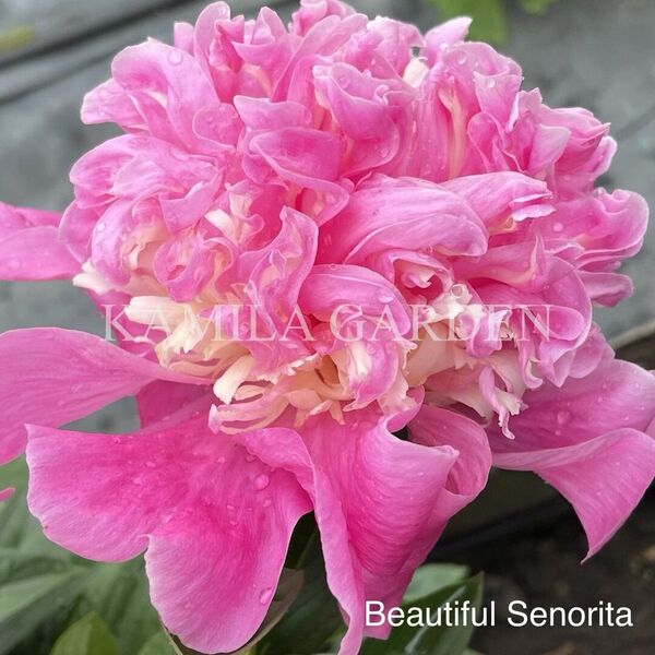 Beautiful senorita