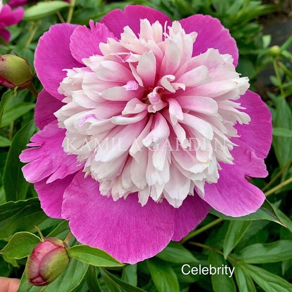 Celebrity