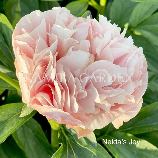 Nelda's joy