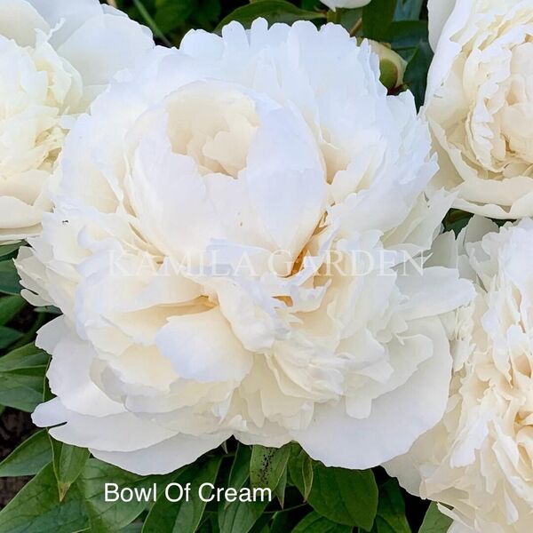 Bowl of cream