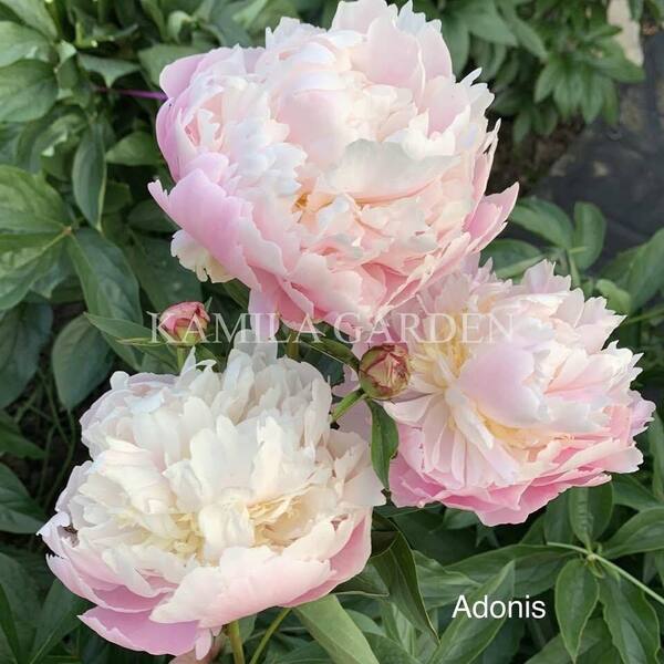 Adonis