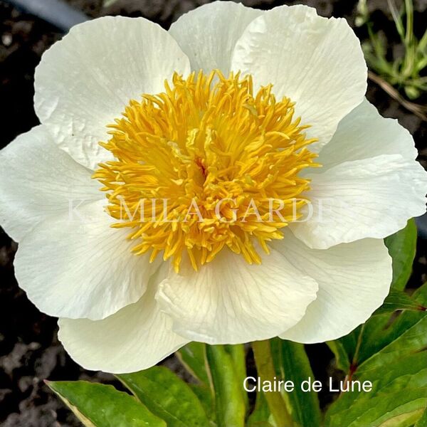 Claire de lune