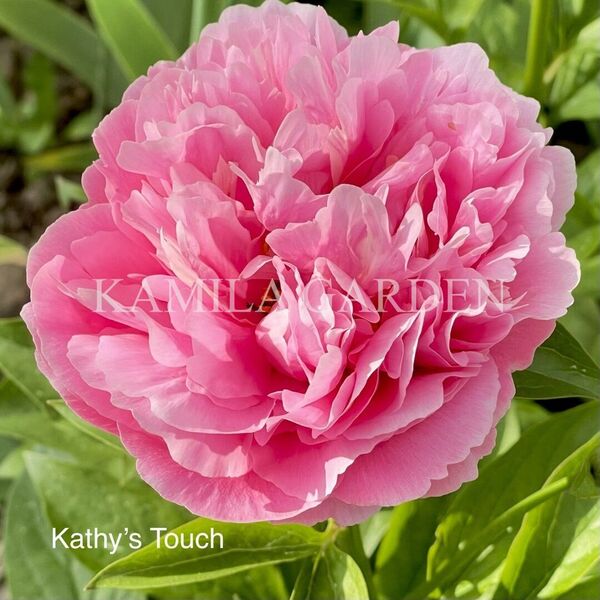 Kathy's touch