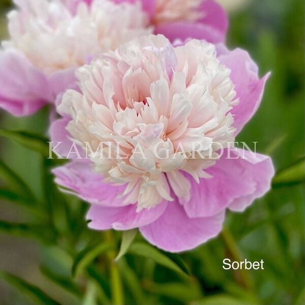 Sorbet