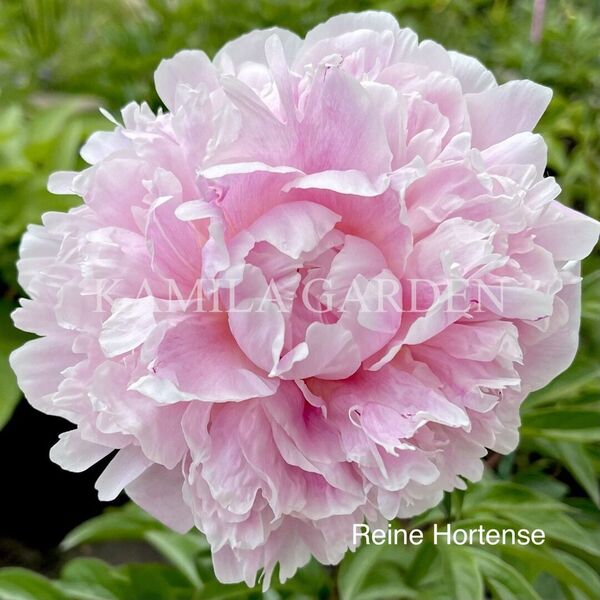 Reine hortense