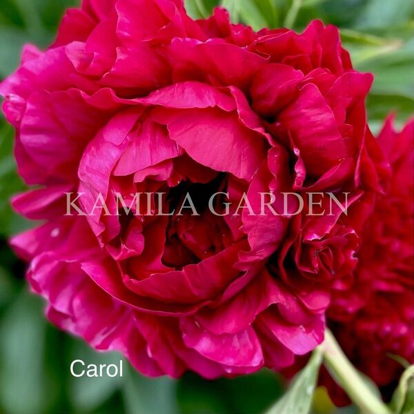 Carol