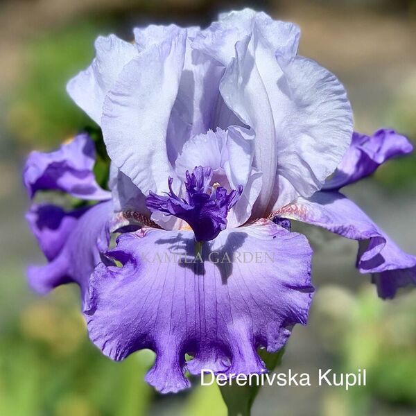 Derenivska kupil