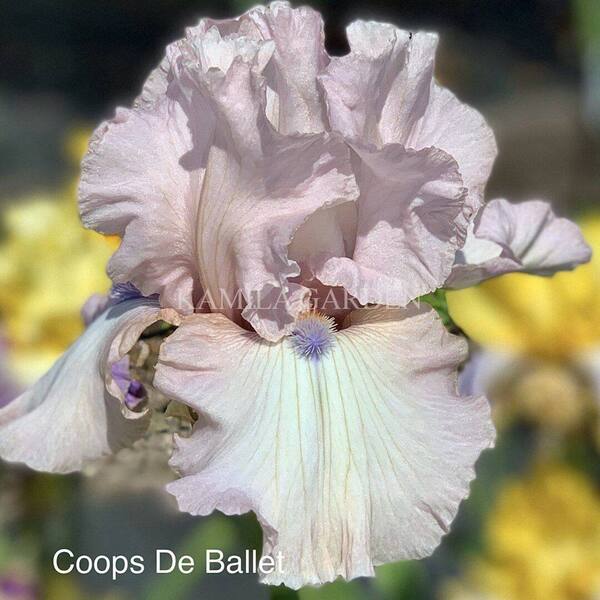 Coops de ballet
