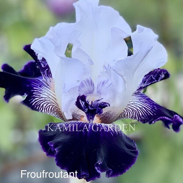 Froufroutant