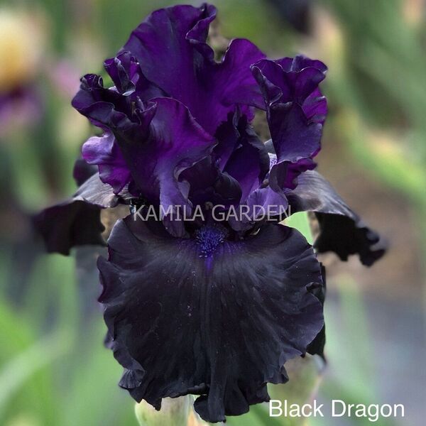 Black dragon