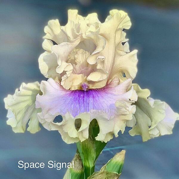 Space signal