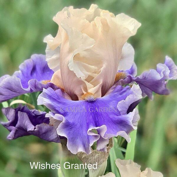 Wishes granted