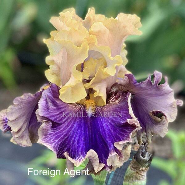 Foreign agent