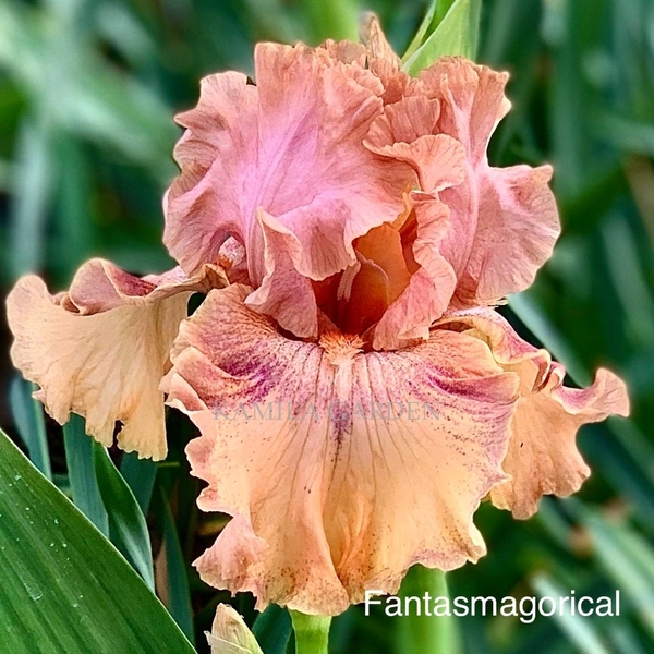 Fantasmagorical