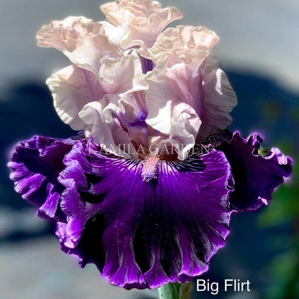Big flirt