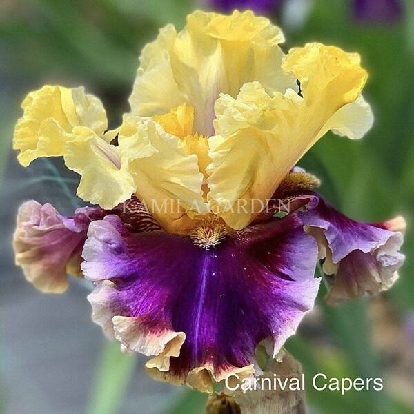 Carnival capers