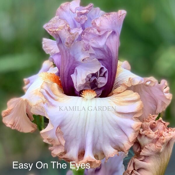 Easy on the eyes