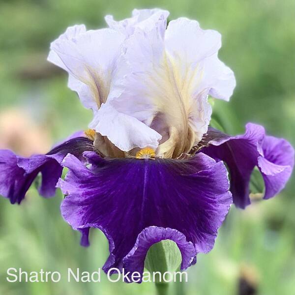 Shatro nad okeanom (not registry)
